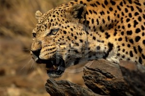The Leopard plans an attack on Lt. Col. Benjamin Vandervoort