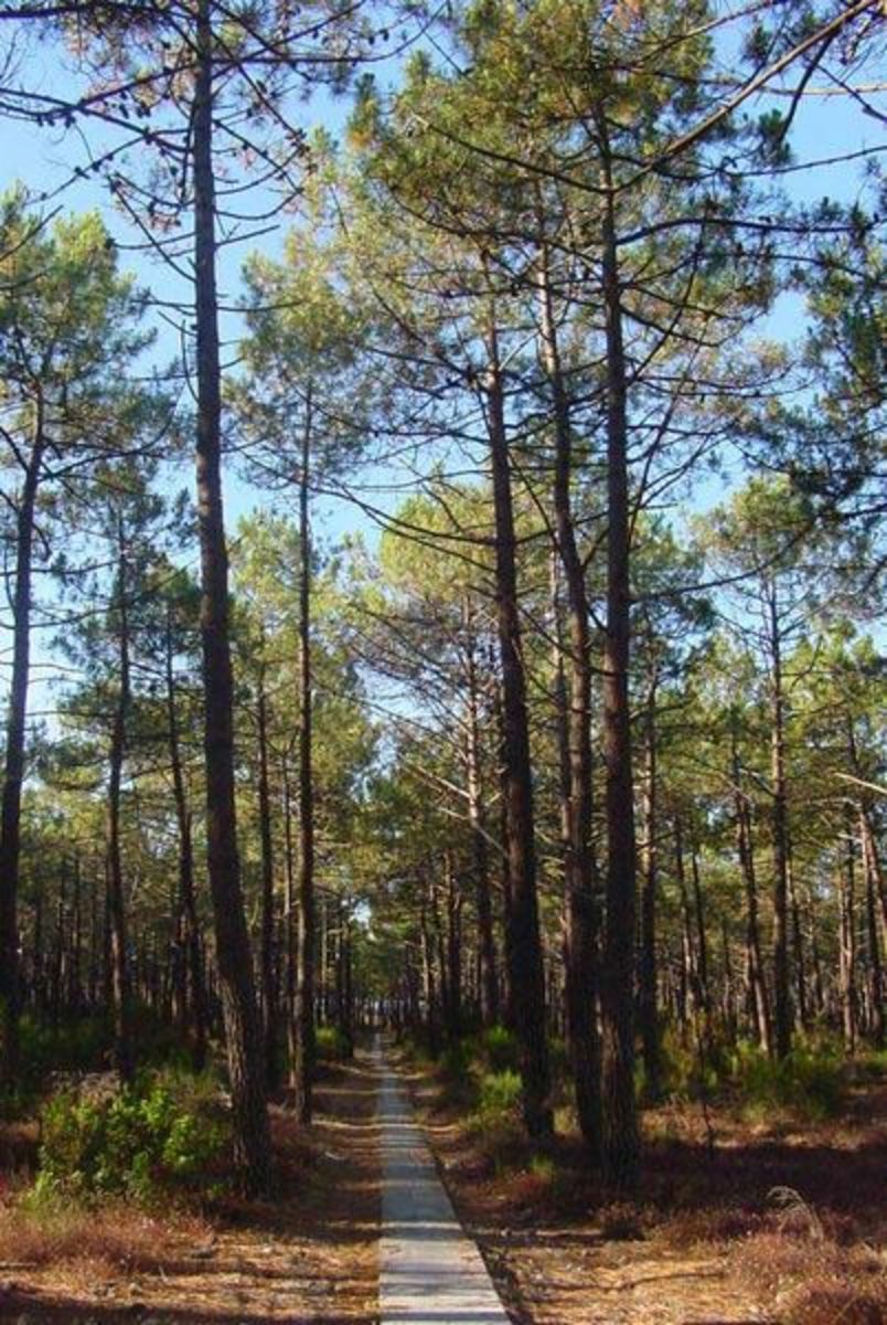 Pine trees growing in a pine wood.