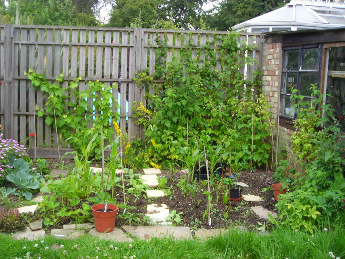 The Birth of a Garden Vegetable Plot