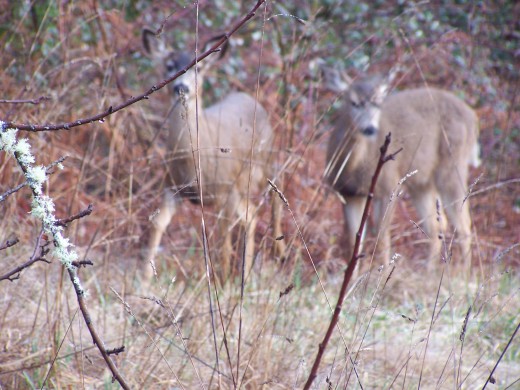 I'm going to sue these deer for being on our property!