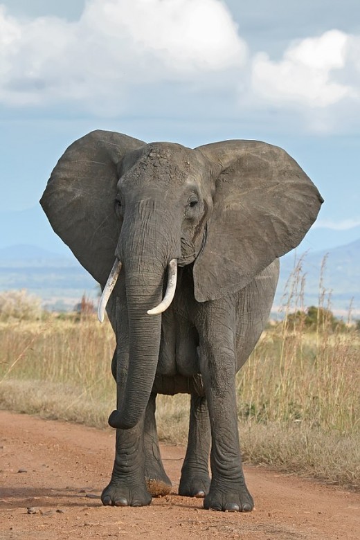 African Bush Elephant                     