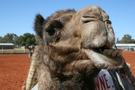 A Camel Chewing 