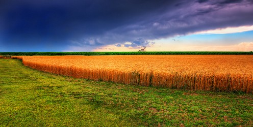 Kansas summer wheat.