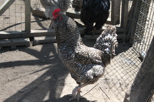 Panting with an open beak is the first sign of heat stress in a chicken.