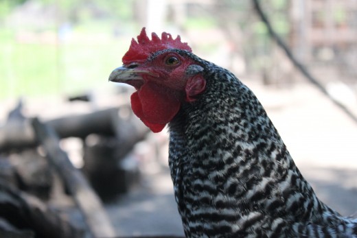 With care and diligence, most chickens will survive the summer heat none the worse for wear