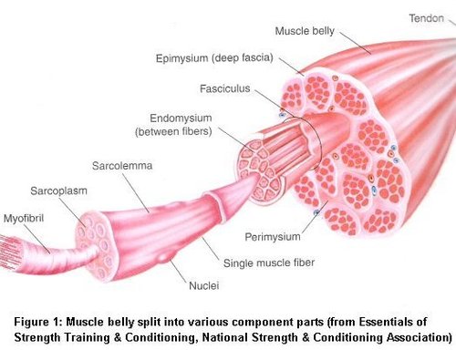 Anatomy of muscle fibers