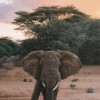 elephantintheroom profile image