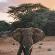 elephantintheroom profile image