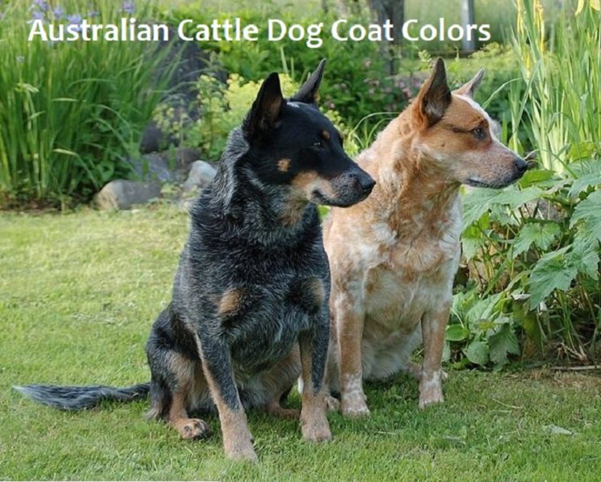 A Guide to Australian Cattle Dog Coat Colors | PetHelpful