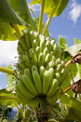 Banana's slowly ripening 