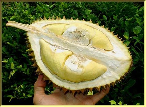 Durian - "Smells like hell, tastes like heaven" (http://www.nealford.com/images/durian.jpg)
