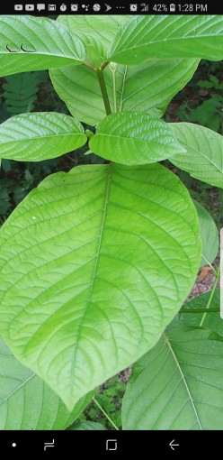 The DEA's Attempts to Ban Kratom Are Going to Get People Killed