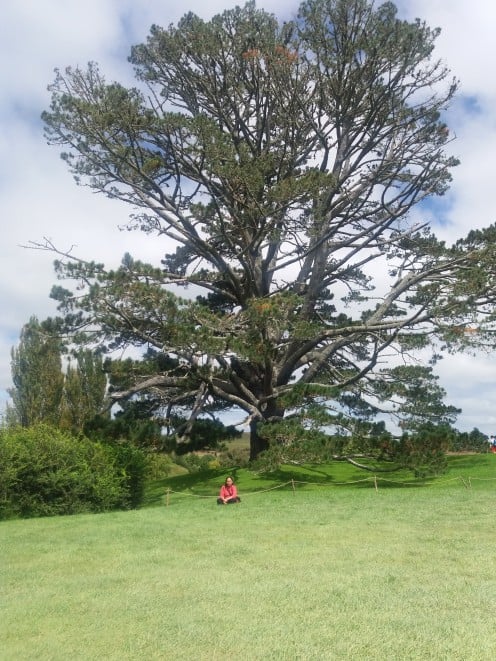 Large Tree that Stands above Bag End 