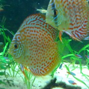 tropical fish profile image