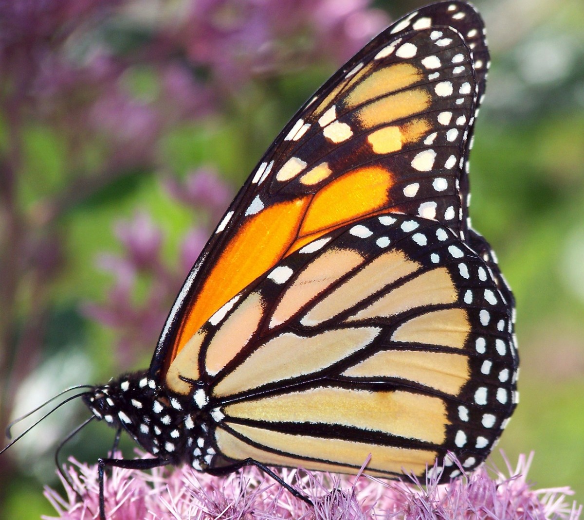 Butterfly Identification Guide 22 Types Of Butterflies With