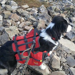 Types and Tricks to Easy Dog Ownership - Start Out Right!