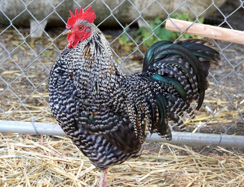 A Barred Plymouth Rock Rooster