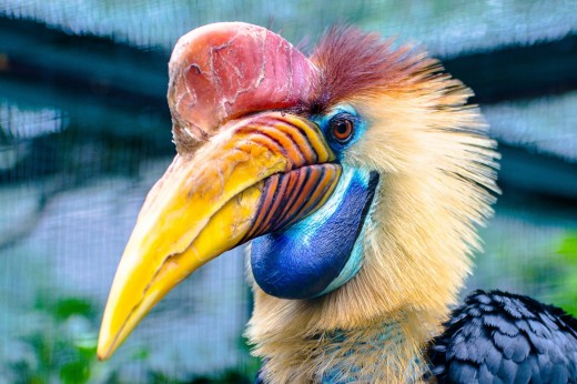 The striking looking helmeted hornbill
