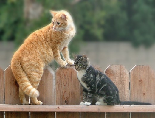 Regular fences do NOT keep cats in!