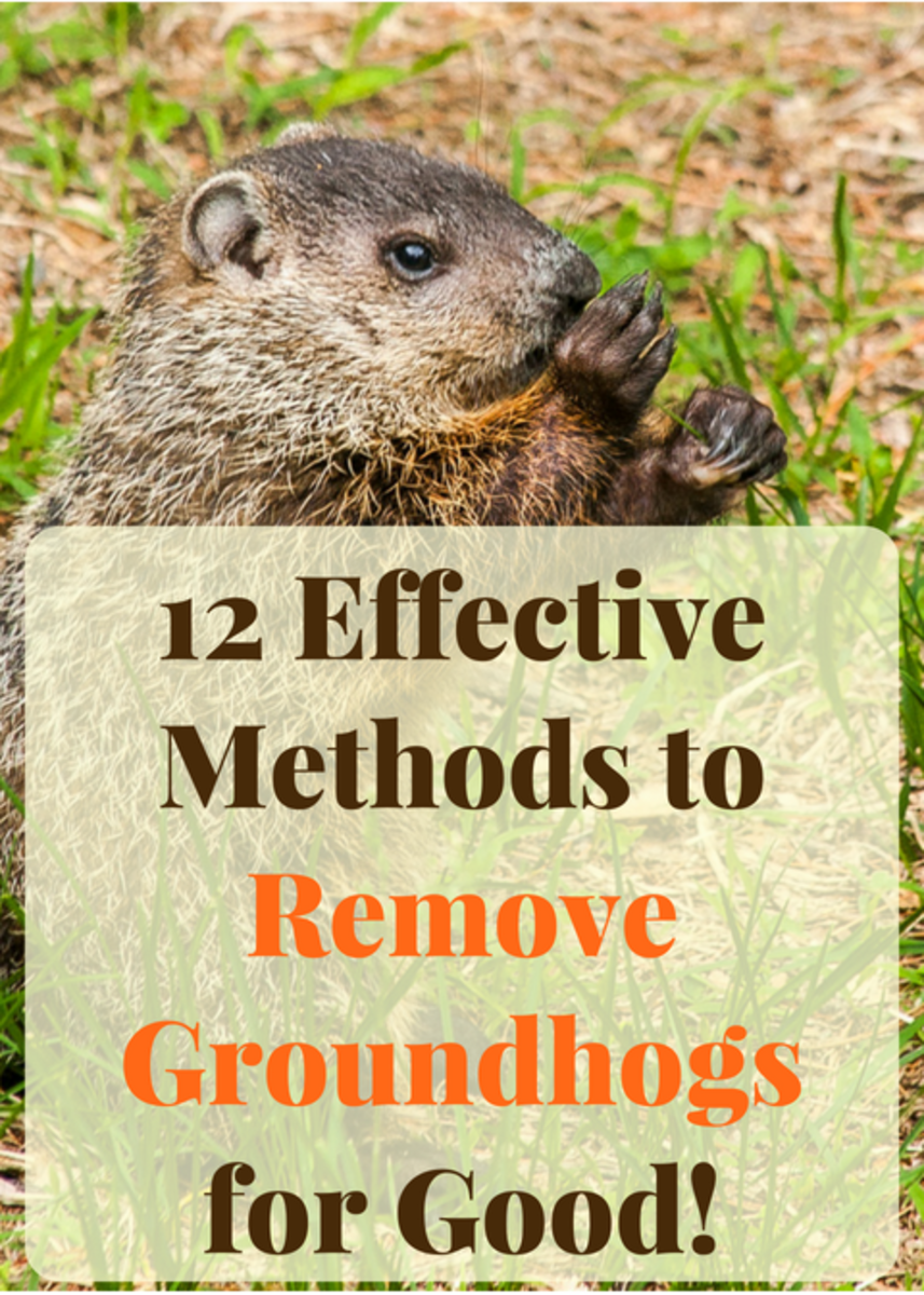 how to get rid of woodchucks under house