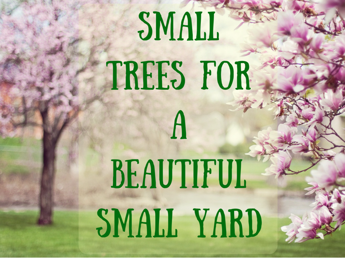 Small trees for backyard