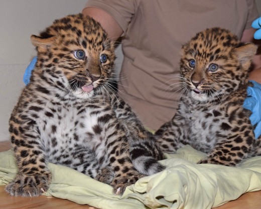 Two extremely rare and endangered Amur leopards were born at the Brookfield Zoo, outside of Chicago, on April 18. Their births come less than two weeks after two Amur cubs were born at the San Diego Zoo.