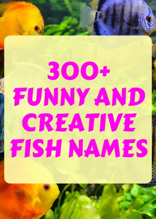 300-names-for-every-pet-fish-in-your-tank-pethelpful