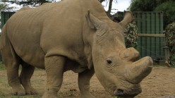 Killing Rhinos (and Stupidity in General)