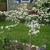 "Winter King" green hawthorn "Winter King" green hawthorn