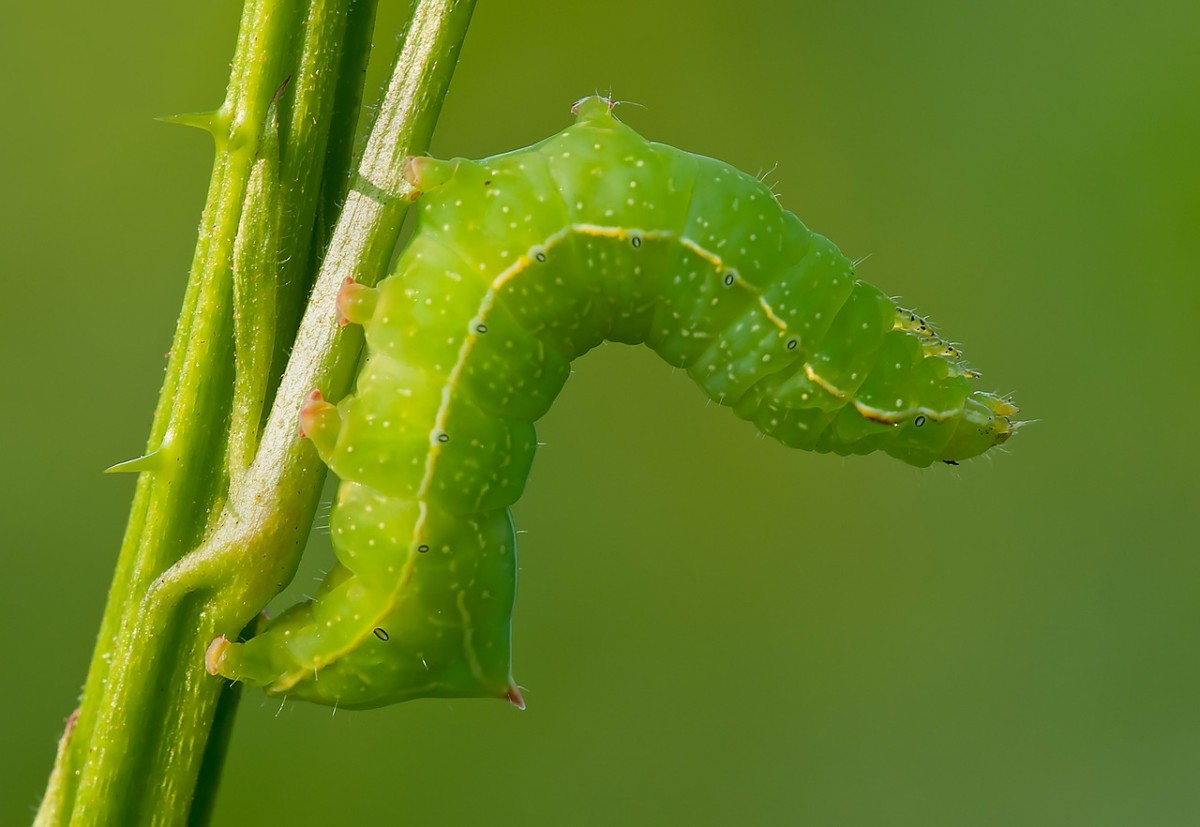 Green Caterpillar Identification Chart