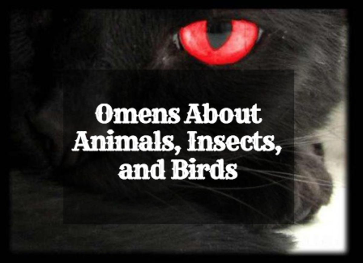 Animal Insect And Bird Omens And Their Meanings Exemplore