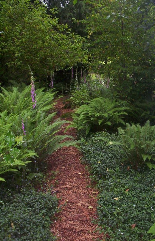 garden path through the wildflowers