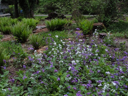 and more wildflowers. Luminaria