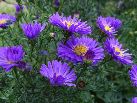 asters