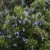 rosemary