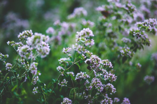oregano blossoms, late in the season (the bees love it).
