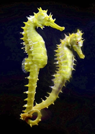 A seahorse couple, they are described to have the head of the  horse, pouch of the kangaroo, tail of a chimpanzee, the tough outer skeleton of an insect and independently moving eyes of the chameleons. Males carries the babies for extra protection.