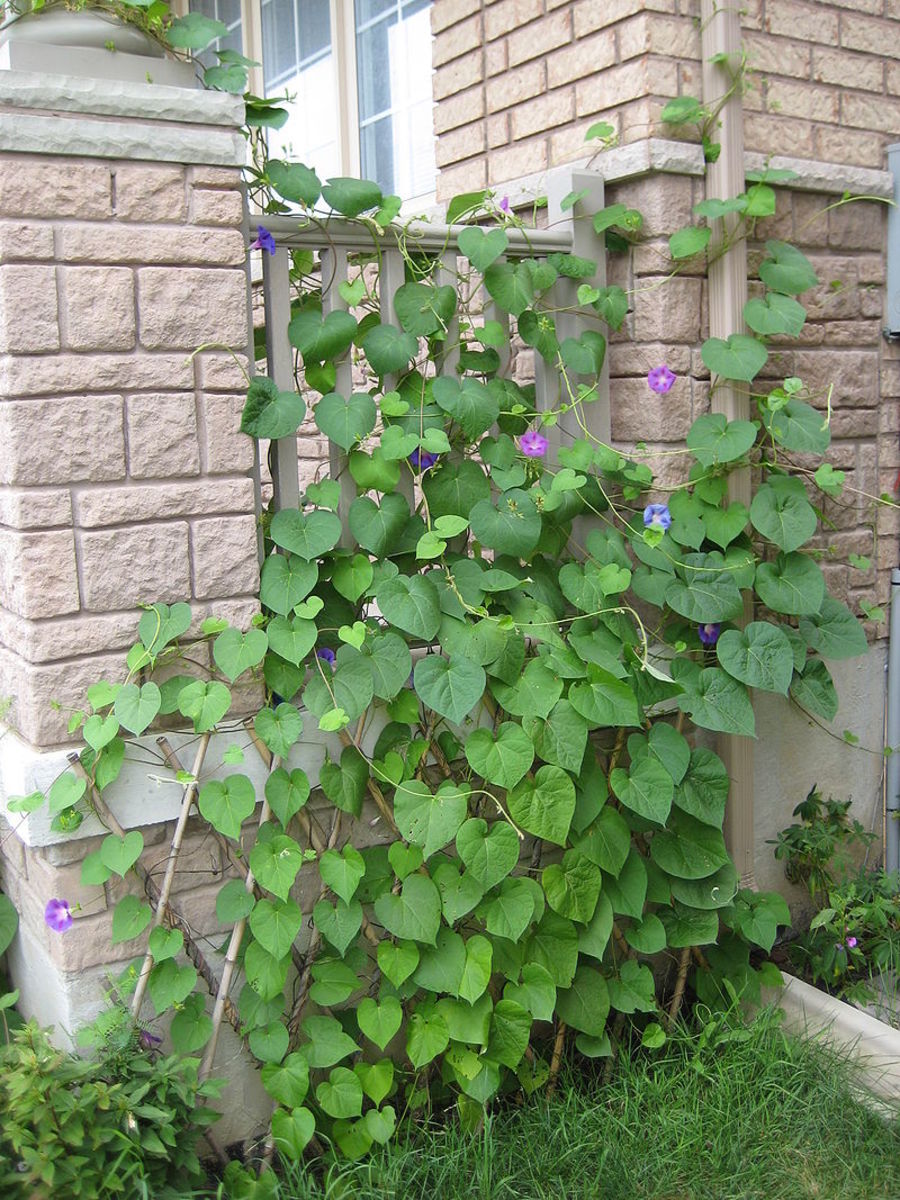 morning glory vine plant