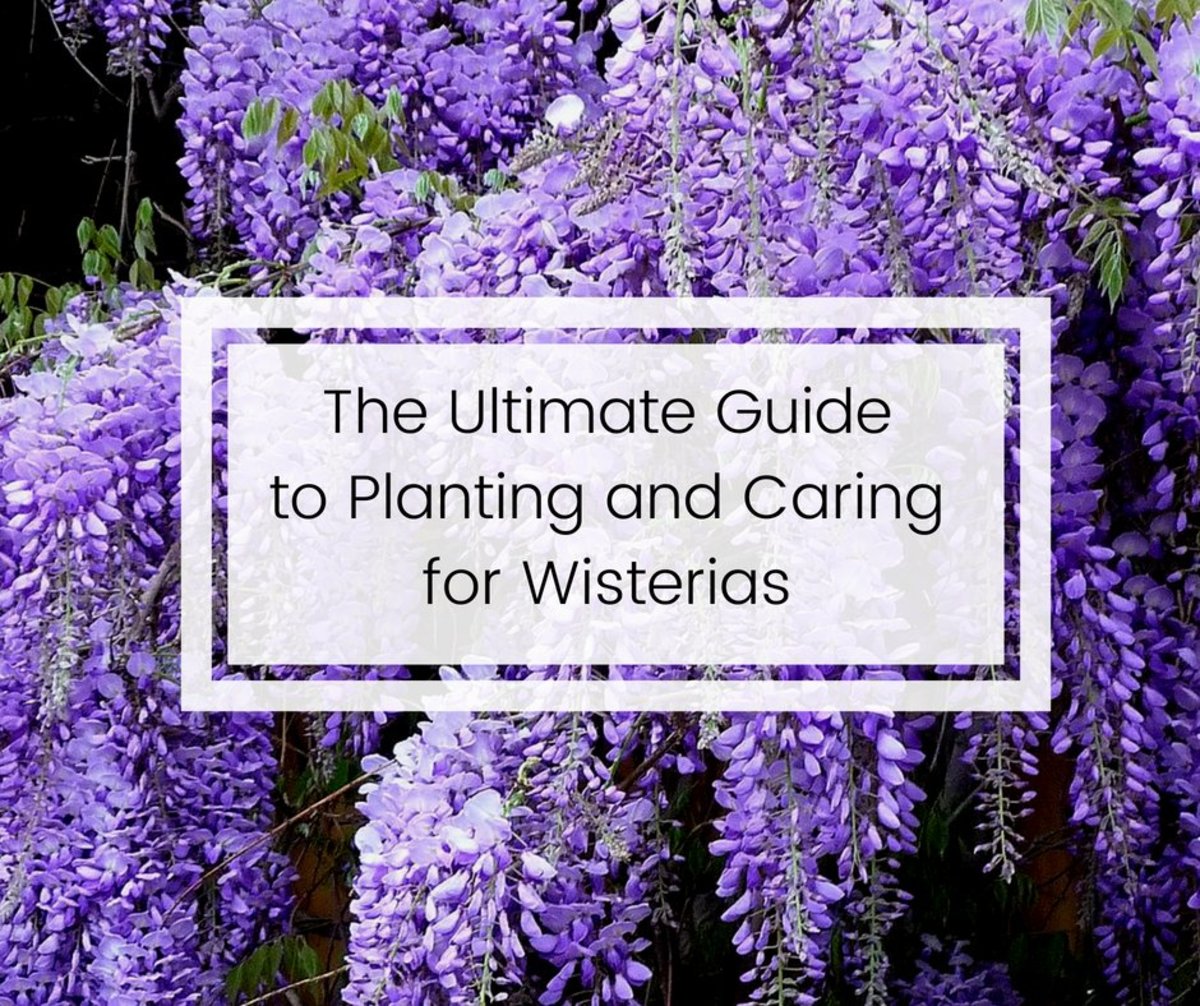 How To Plant Prune And Care For Wisterias Dengarden Home And Garden