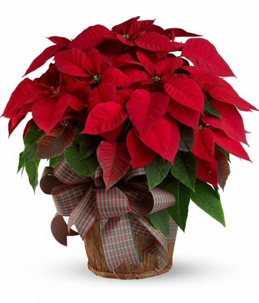 The beautiful poinsettia that I saw in my dream when my father came for a visit