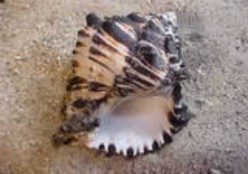 Collecting and Identifying Seashells - Tropical Waters