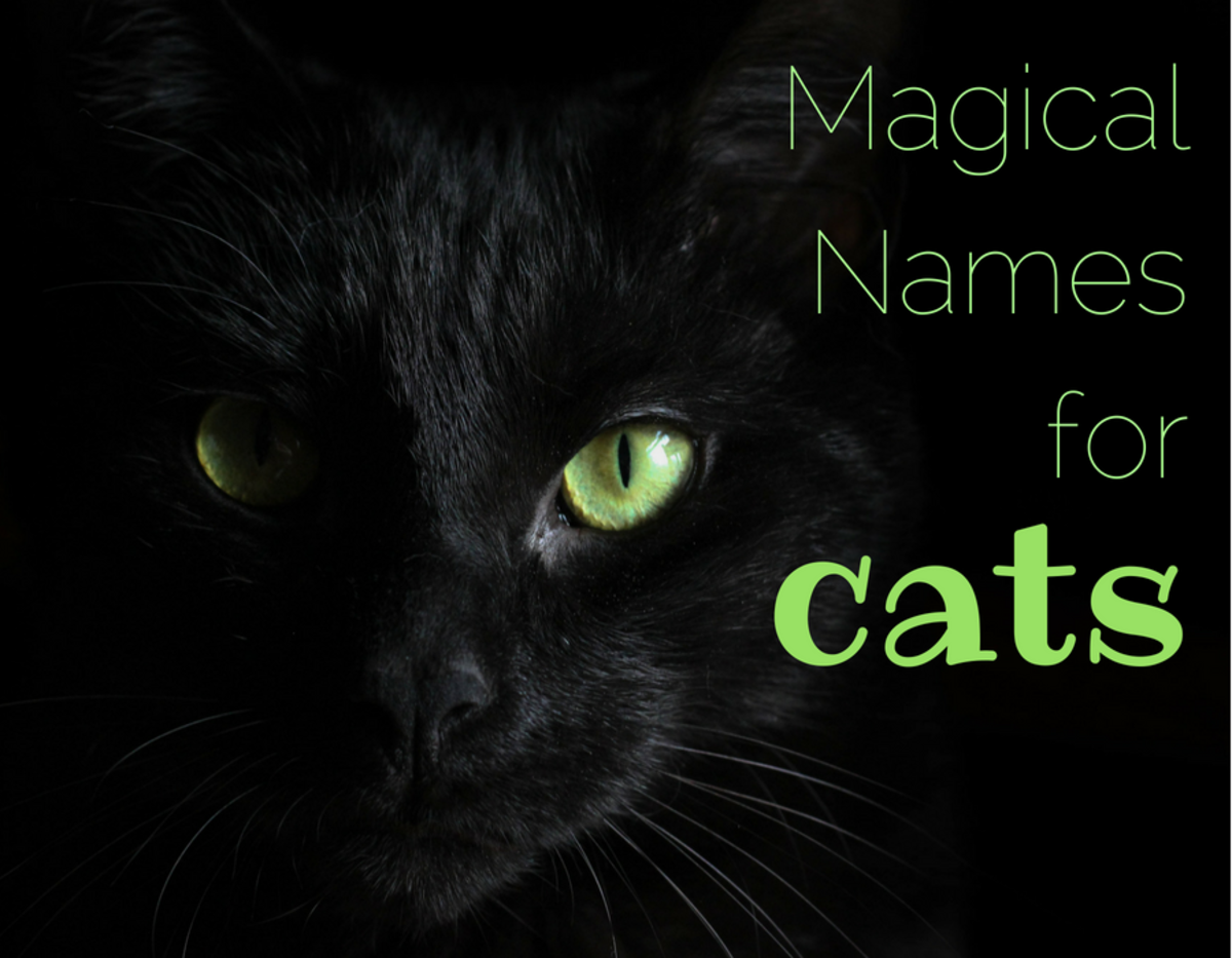 33 Best Photos Magical Black Cat Names Female : 20 Best Black Cat Names - Male and Female Black Kitten Names