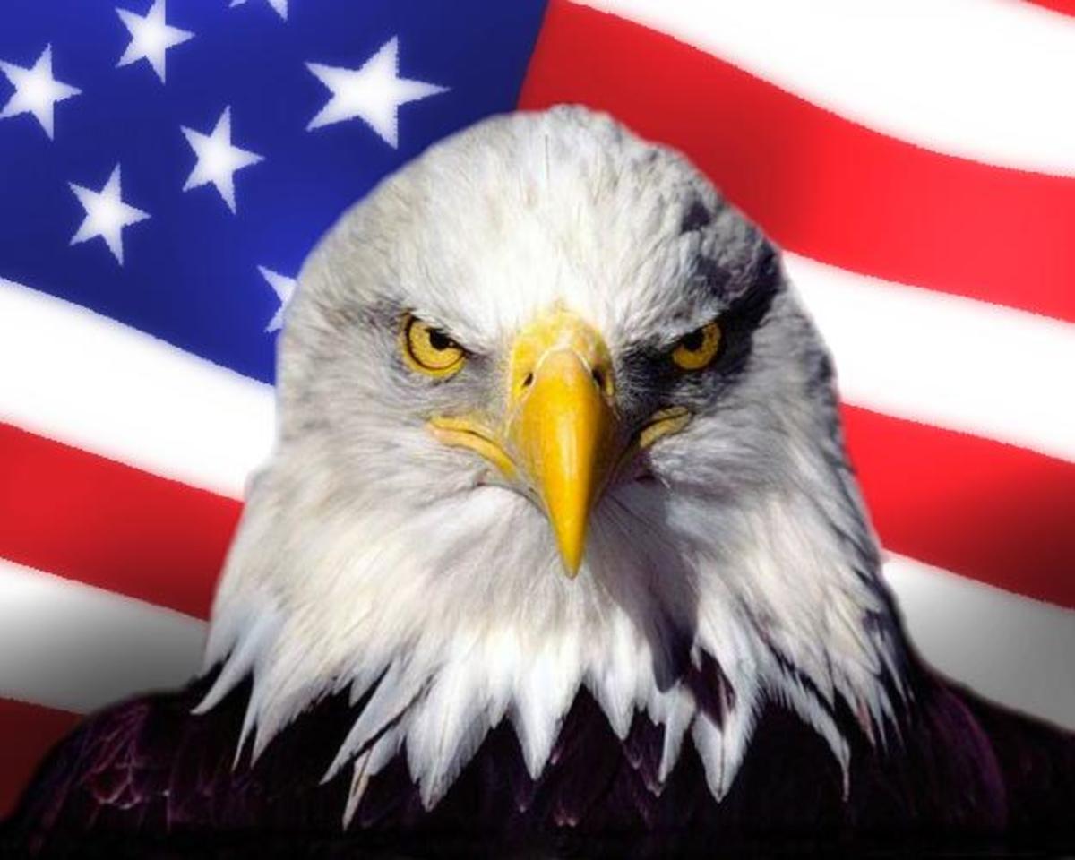 the-eagle-things-you-might-not-know-about-the-symbol-of-america-hubpages