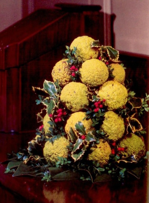 Hedge apple Christmas tree made by arranging fruits in a florist's bowl with greenery added. 