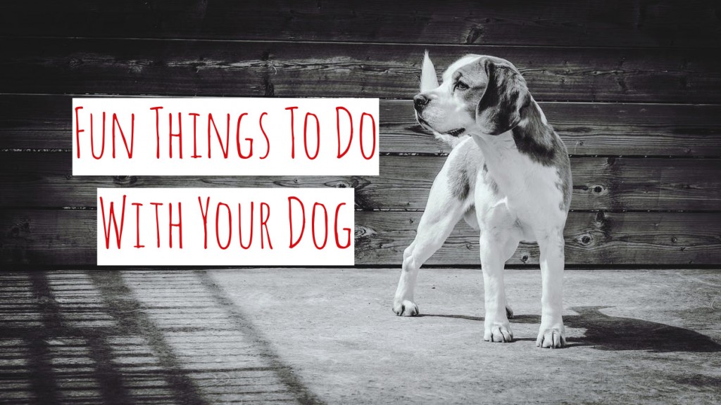 Fun Things To Do With Your Dog | HubPages