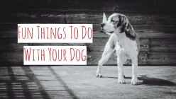 Fun Things To Do With Your Dog