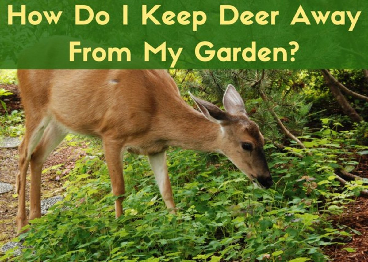 Best Homemade And Commercial Deer Deterrents For Your Garden