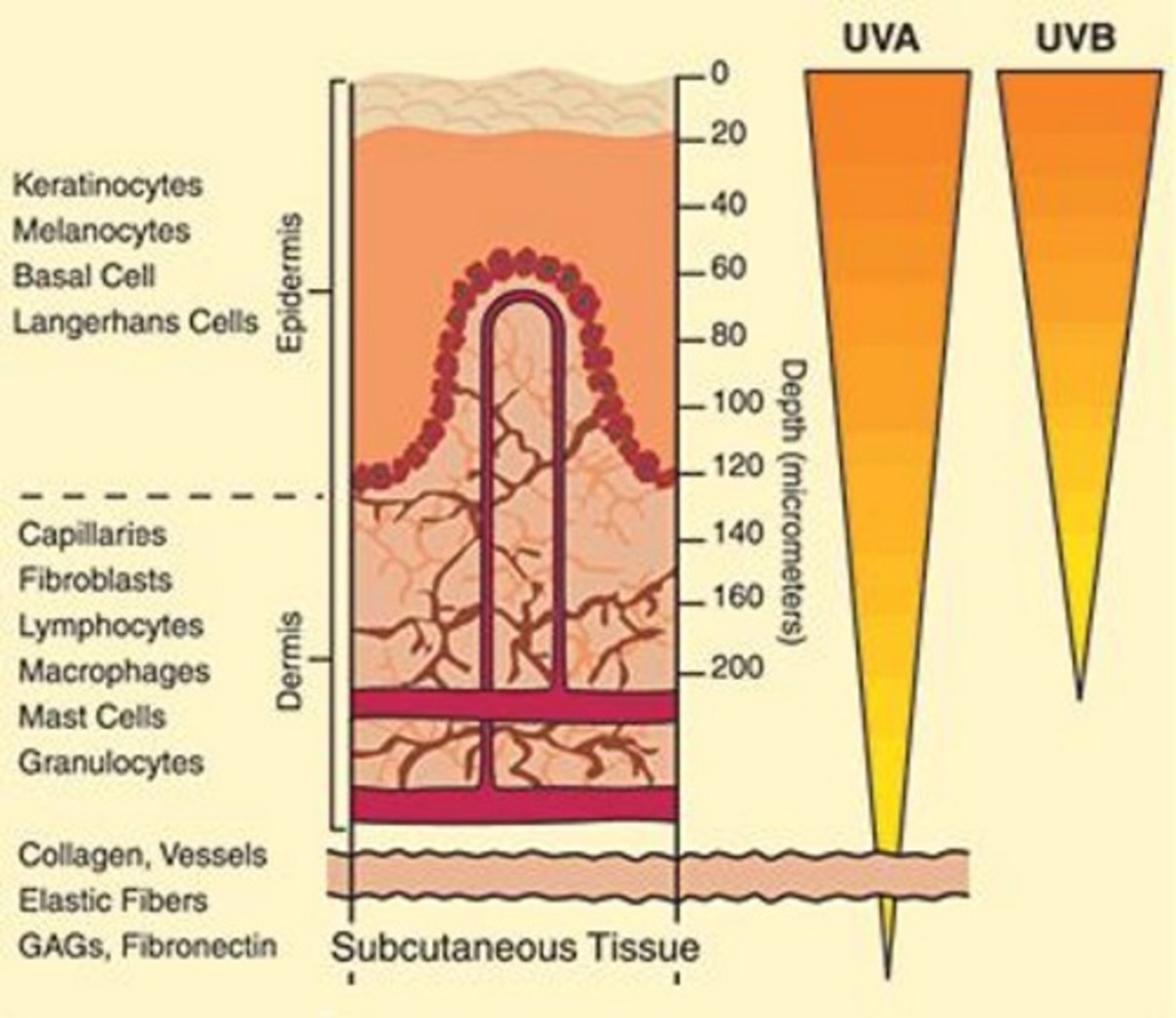 UV radiation affects cell differentiation