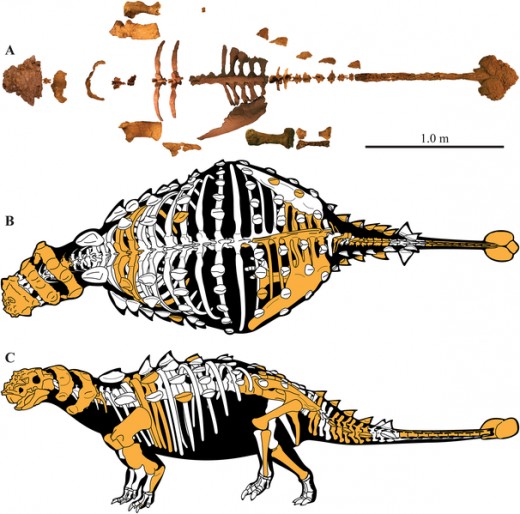 Akainacephalus known remains and projected anatomy, by J.P. Wiersma & R.B. Irmis.