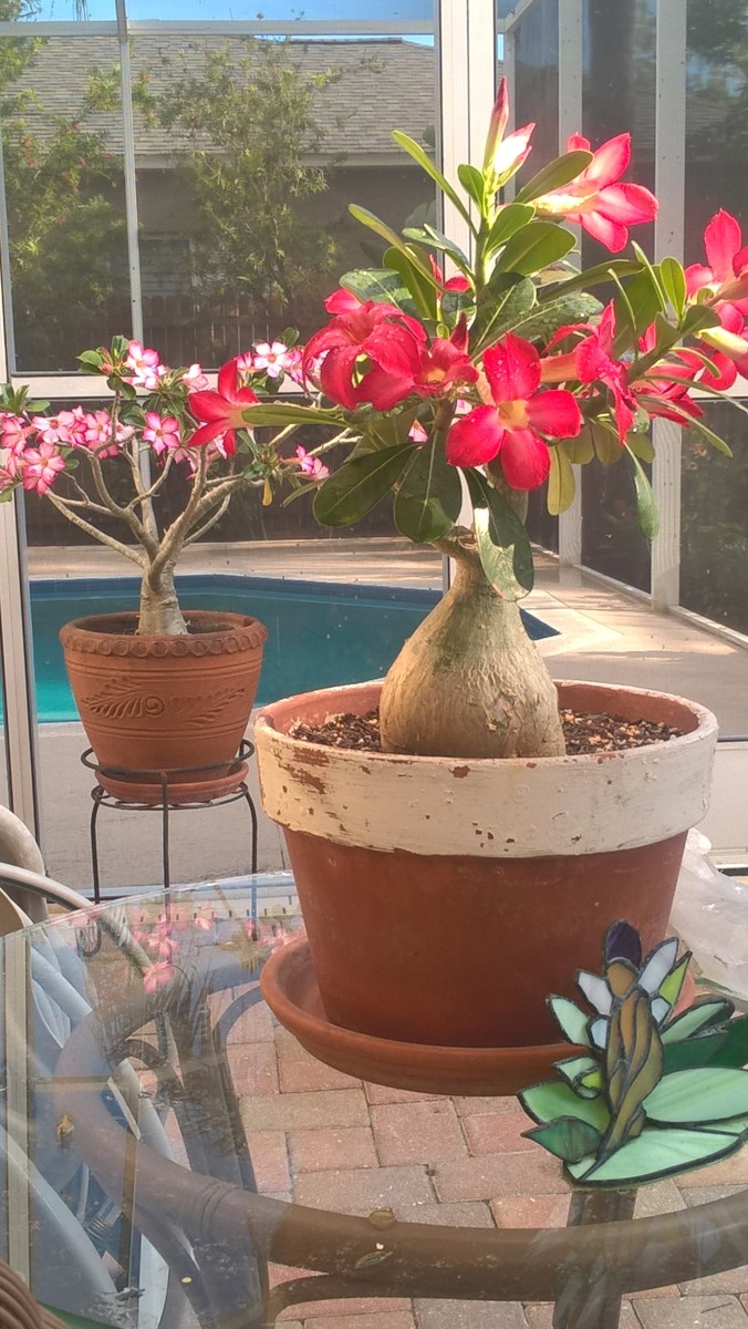 Two of my favorite desert roses by my pool